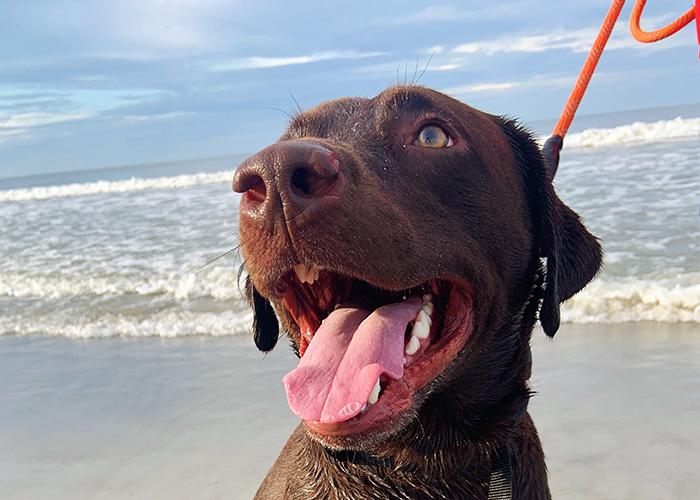 Oak Island Dog Rules and Dog-friendly Vacation Rentals | Coastal