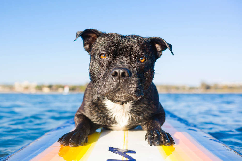 dog on paddle board